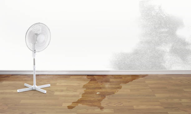 Best Carpet water damage restoration  in Breckenridge, CO