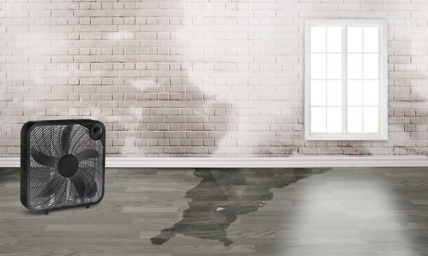 Best Water damage contractors near me  in Breckenridge, CO